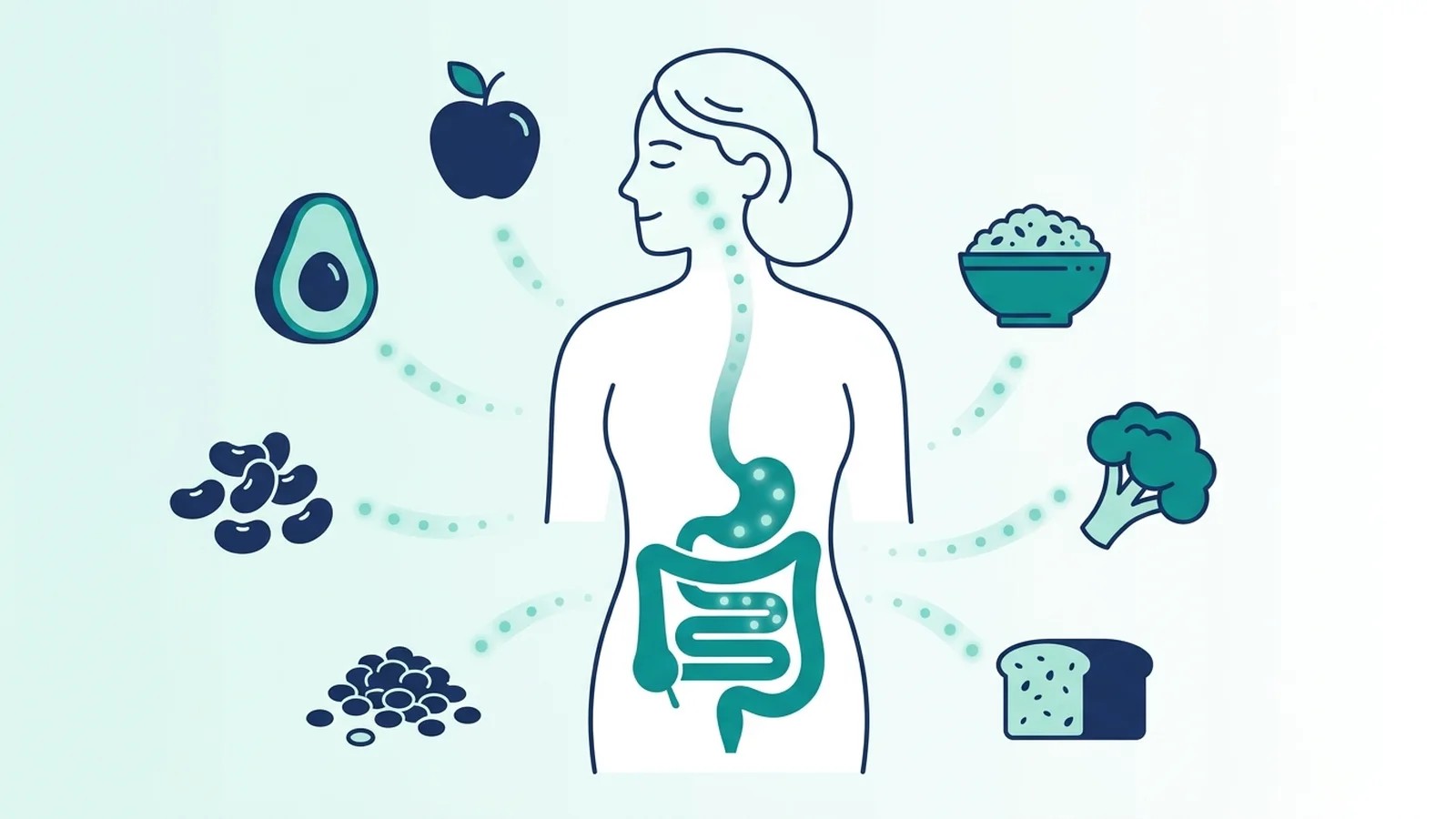 Infográfica: fibra y GLP-1 — cómo la fibra fermentable produce GLP-1 natural en el intestino, cuánta fibra necesitas y por qué importa en un programa