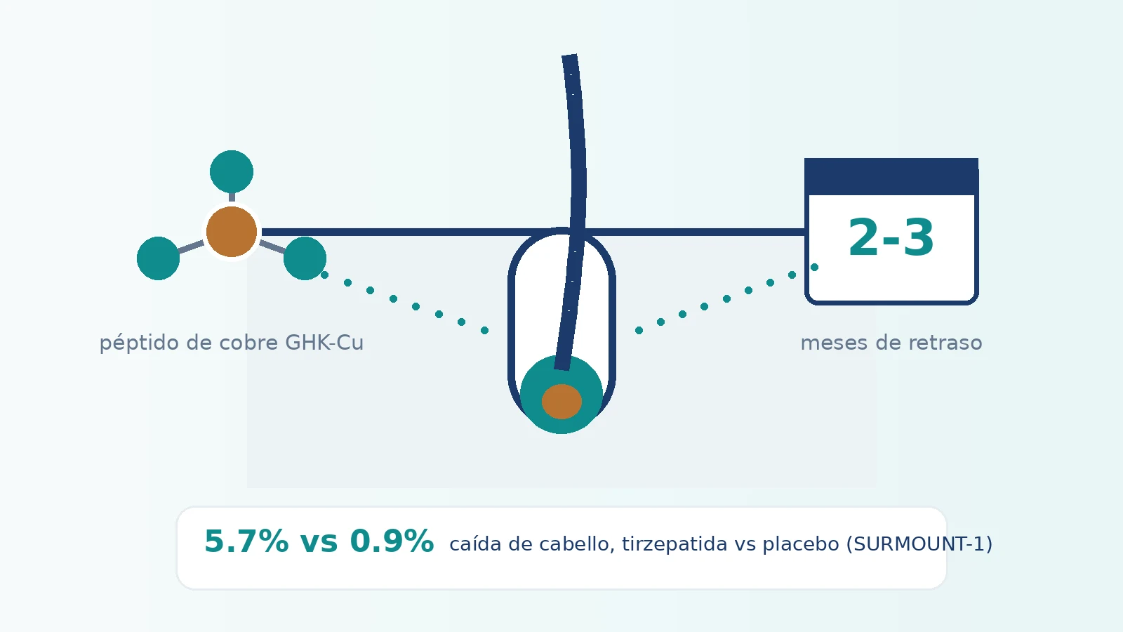 Infográfica: GHK-Cu y la caída del cabello — qué muestra la evidencia sobre el péptido de cobre, el ciclo del cabello y la caída durante un programa GLP-1