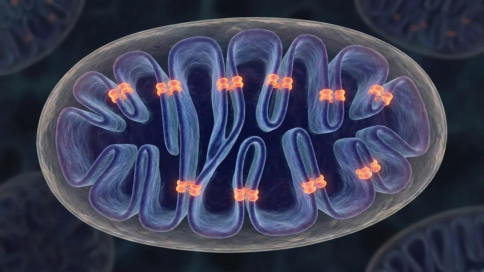 Cross-section of a mitochondrion: the inner membrane folded into tight cristae, with orange points marking the machines that make energy